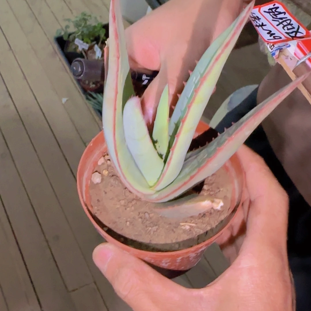 悦**?块根植物块根植物