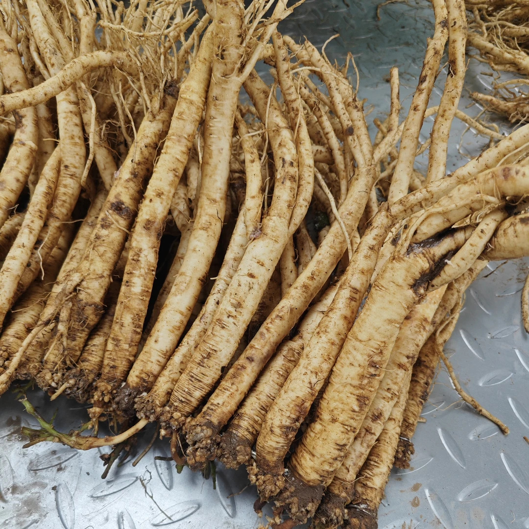 甘肃白条党参，产地直发，鲜货现挖现卖适合泡酒煲汤滋补