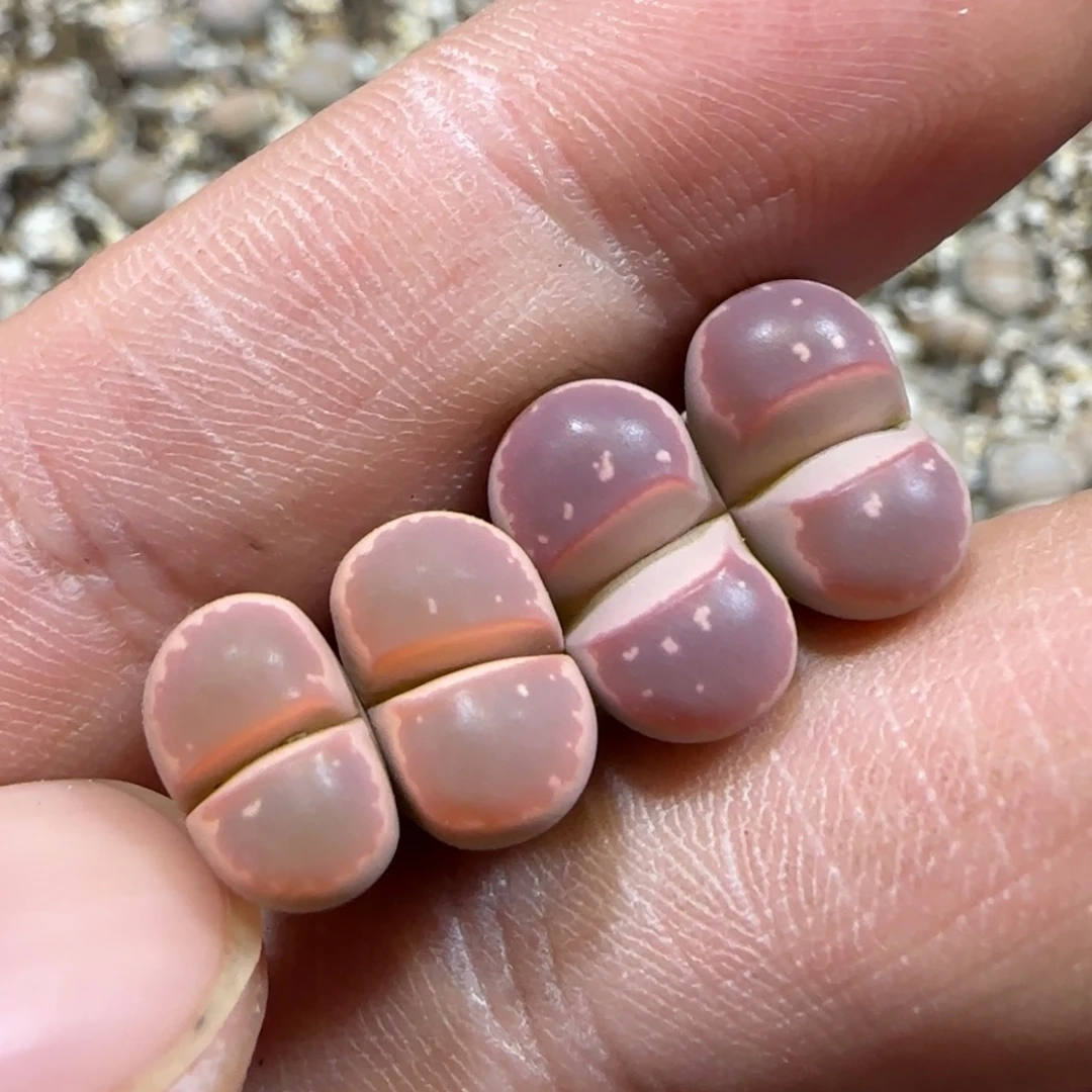 12.5。爱萌多肉。 橄榄x2。 2062