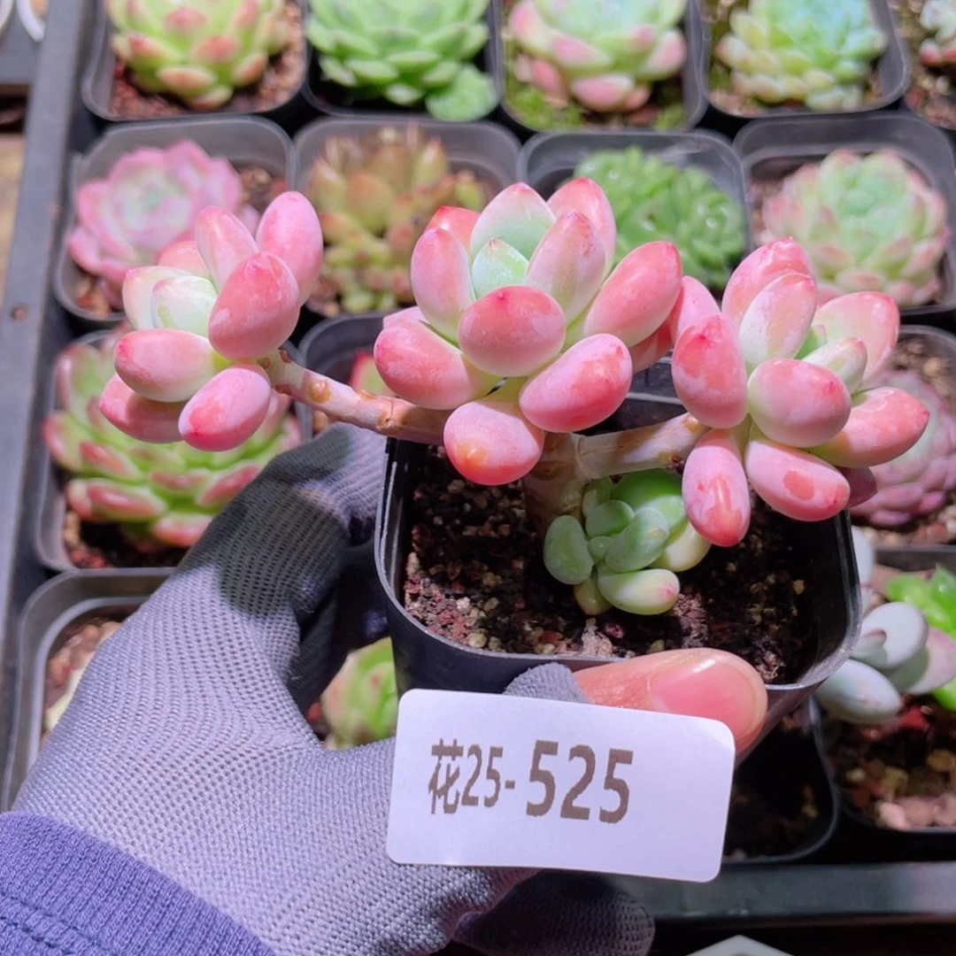 花利美25-525洛神群
