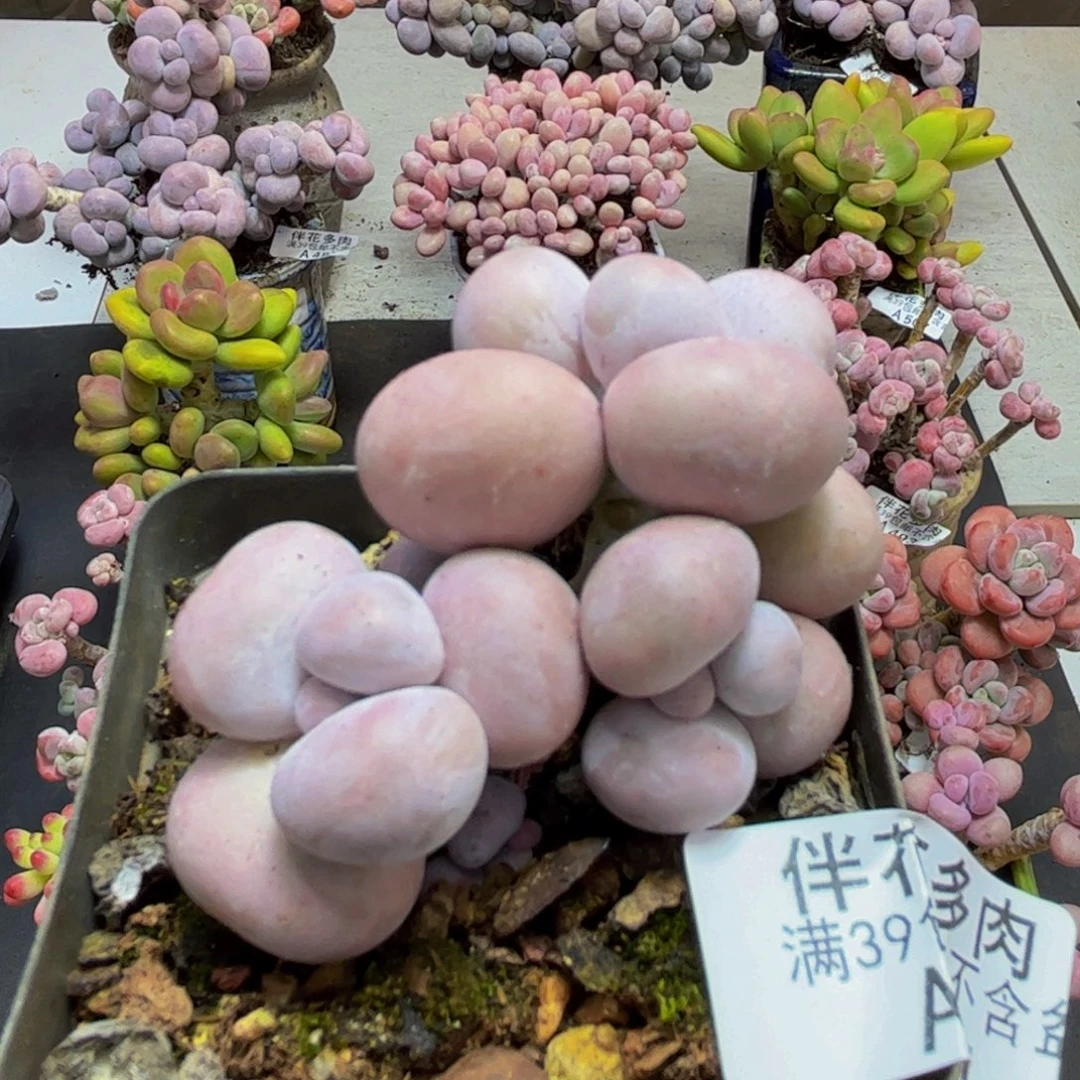 574芭比奶酪5cm多肉植物