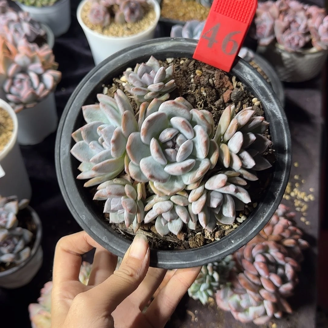 微***何星影7头手捧一物一拍46