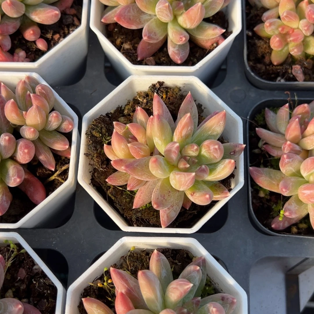 炫彩星双头一颗量拍多肉满20包邮下午发