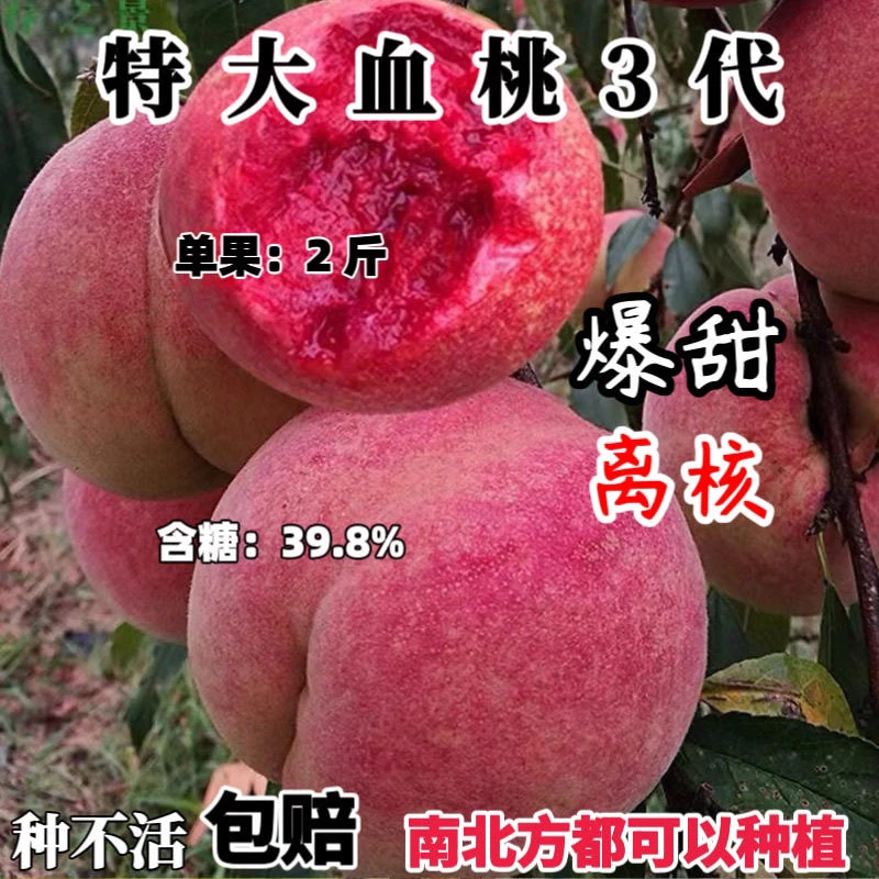 嫁接桃树树苗纯甜大果离核耐寒南北方均可种植血桃锦绣黄桃大红桃