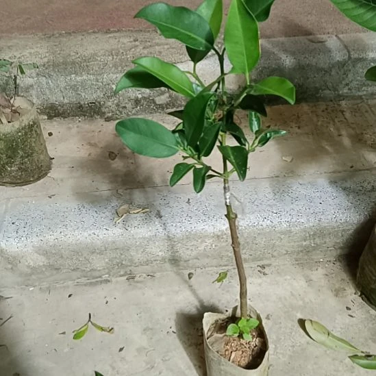 墨西哥小叶大果山竹一物一拍原盆原土发货