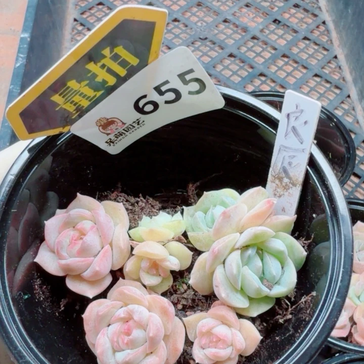 多肉植物多肉植物