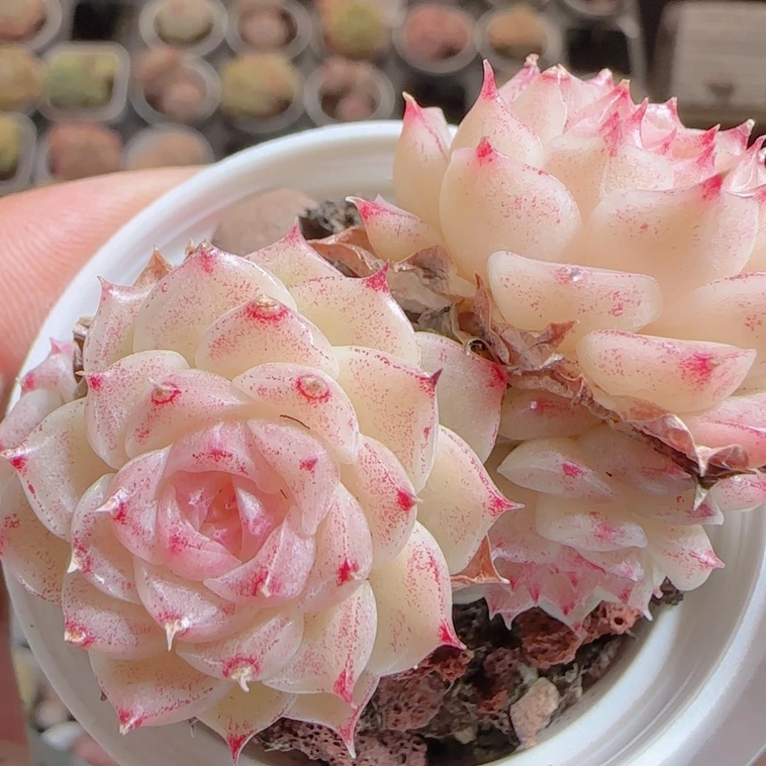 花语多肉0105-148散