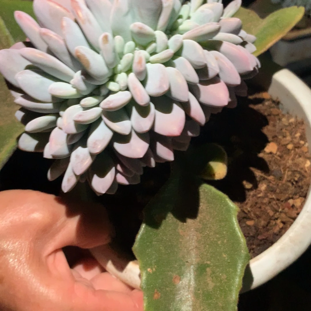 仔***哥多肉植物一物一拍