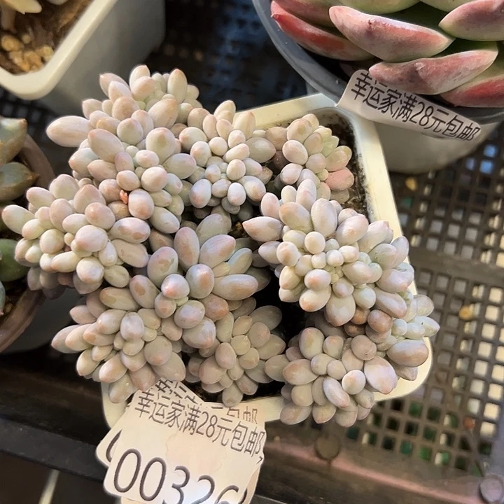 幸运的是我还在等你的消息