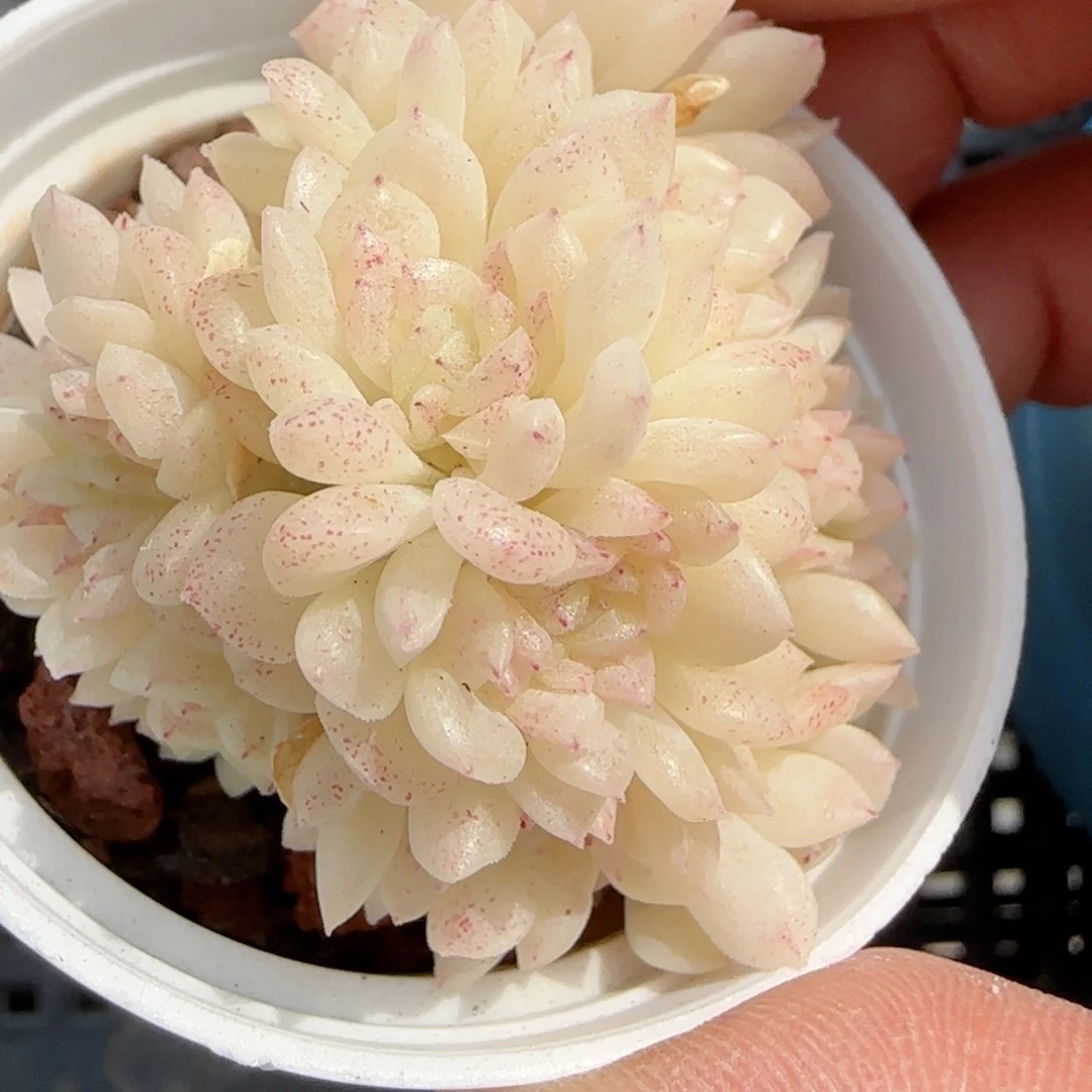 【闪购商品】0220-55珠光麦杆