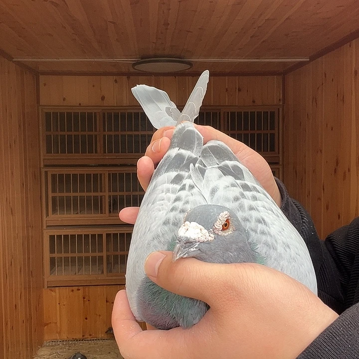 √***可德拉帕环号，0120862