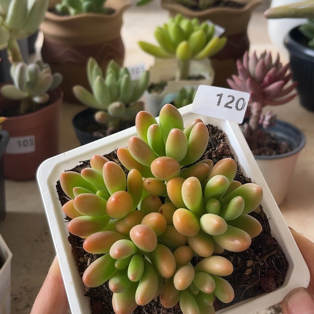 小叶芒果。120。 111111111