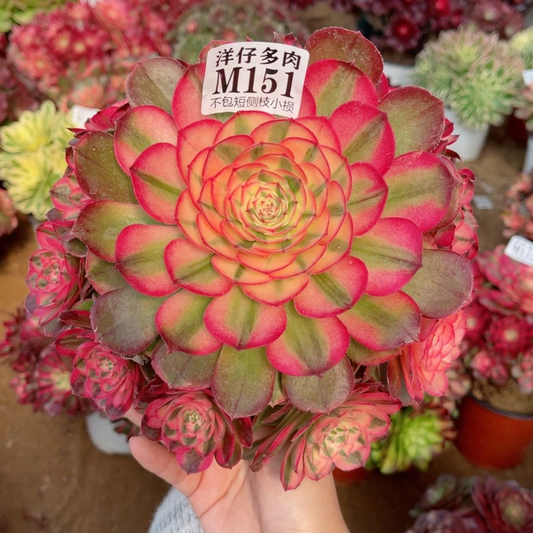 151荔枝 冠幅18左右 妖庄特价