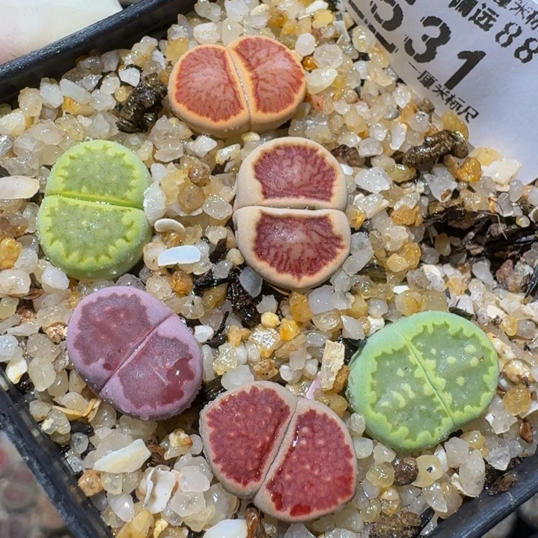 zzzzzz生石花肉锥531