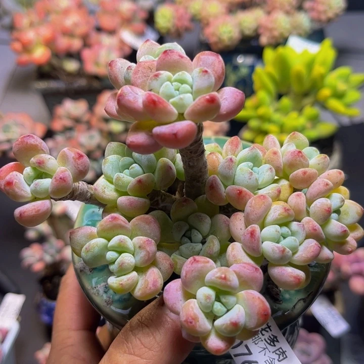白罗琦076/9cm多肉