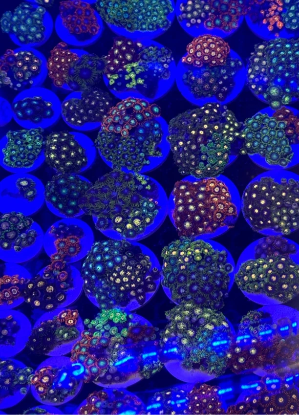 3.5厘米基座-5厘米基座幻彩纽扣拼盘