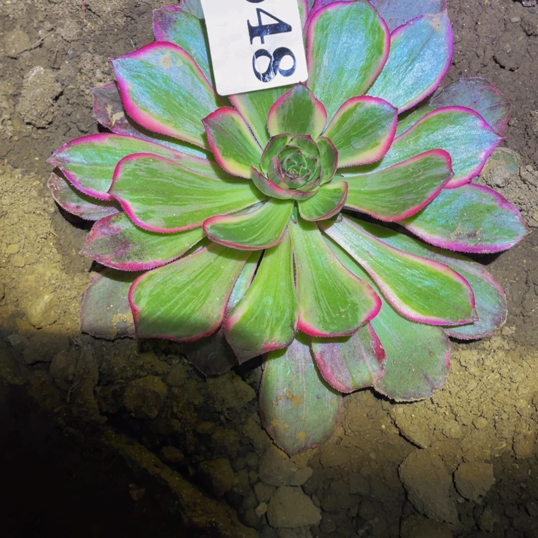 648万圣节粉拉丝多肉植物