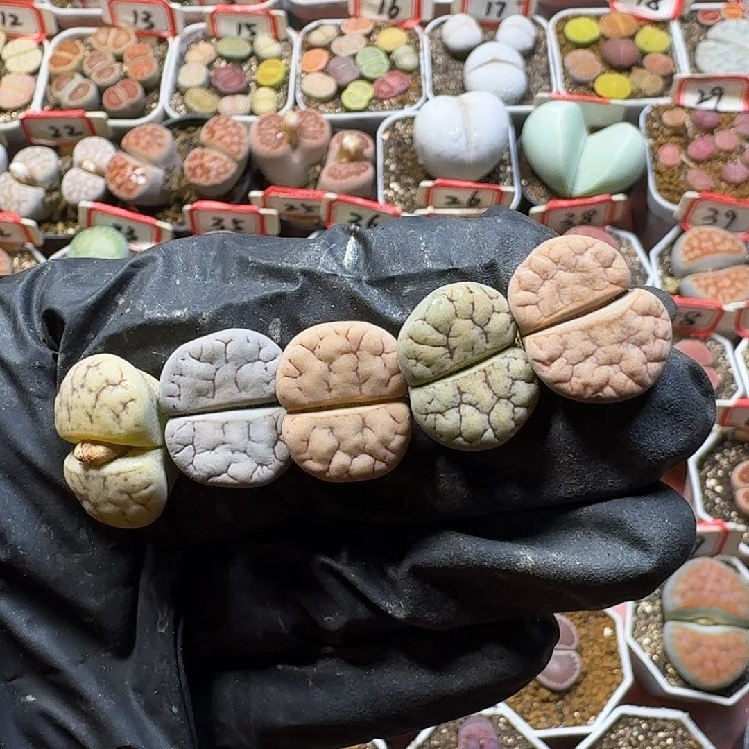 生石花23:：/。  35号