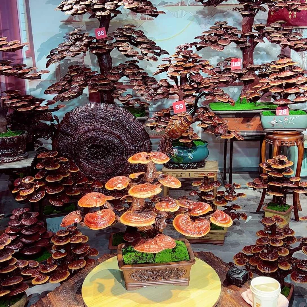 完全开放发财树发财树