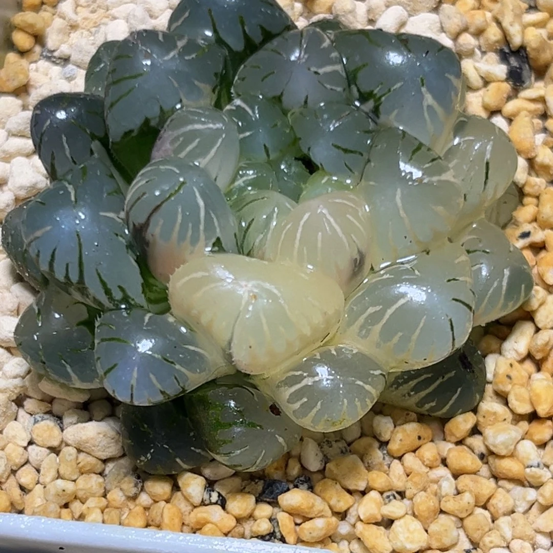 十二卷多肉1486冰灯