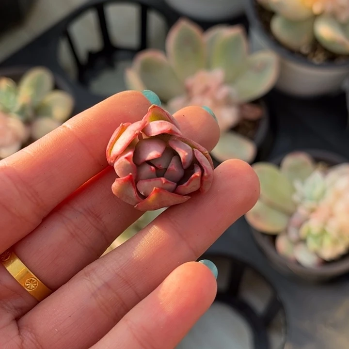 红锦宝莲灯锦一颗价格