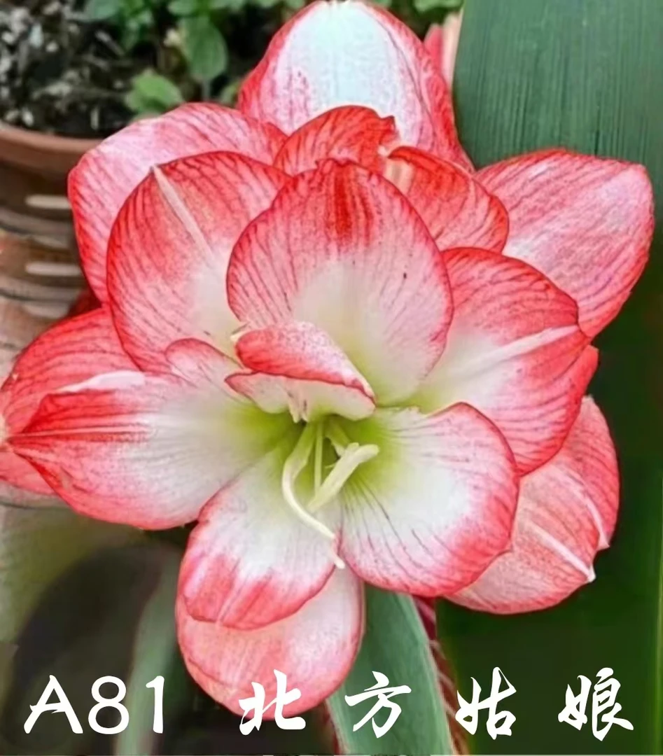 满百包邮:朱顶红北方姑娘自然球
