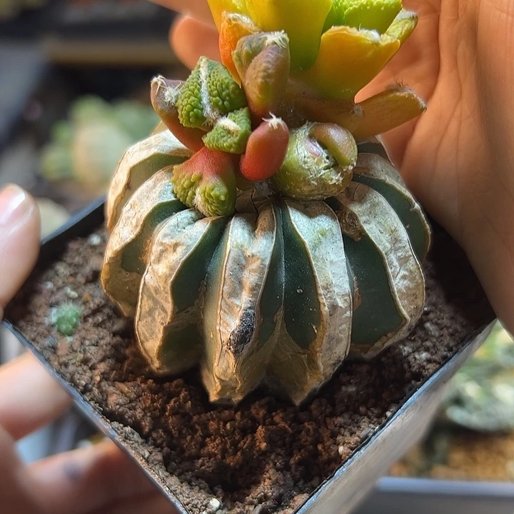 55号大尤黑石化锦5公分