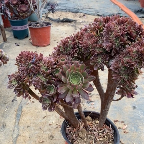 娜迦缀多肉植物006
