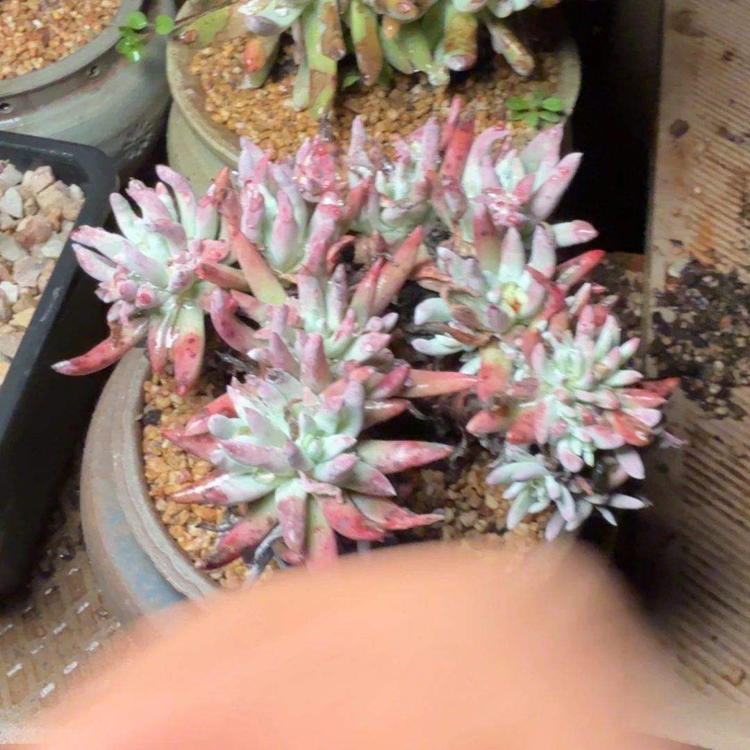 6090雪花白菊多肉
