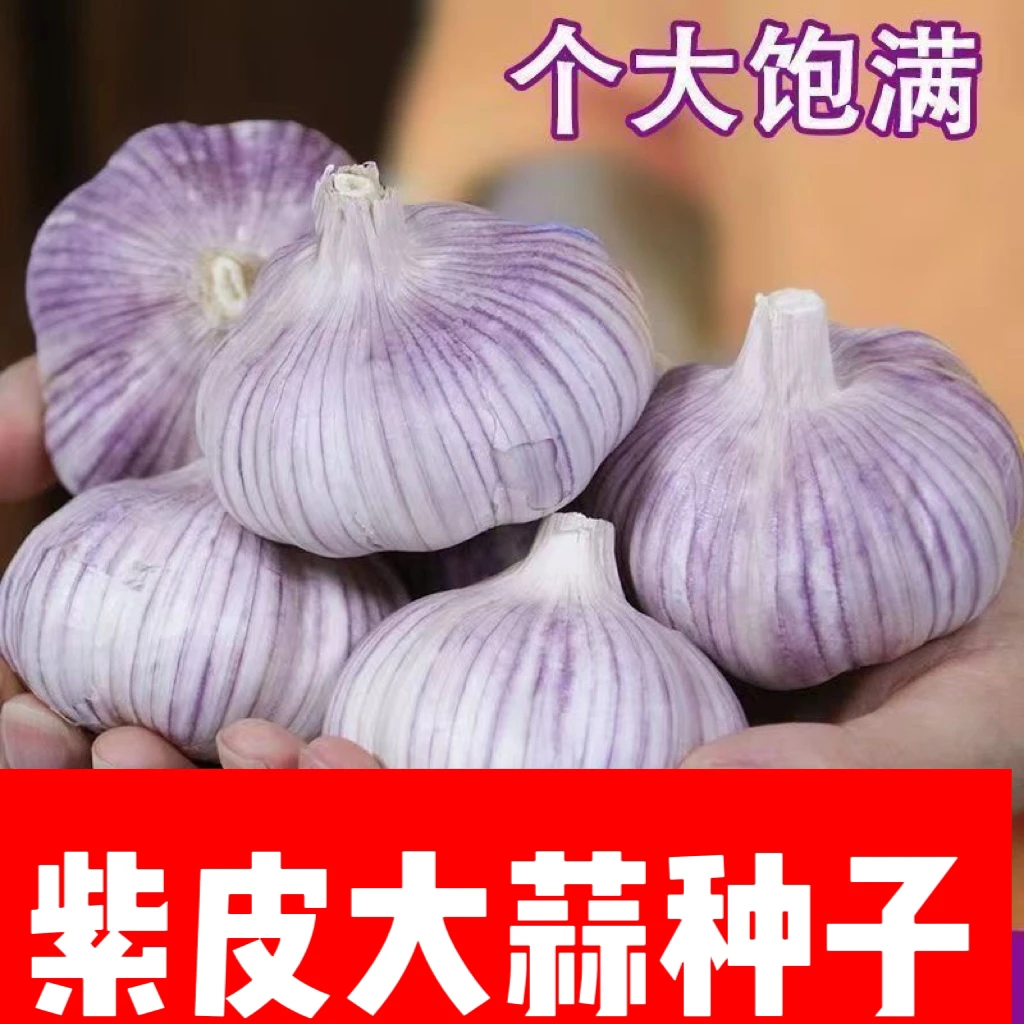 2025年正宗紫皮大蒜大蒜头可种可吃农家自留精品蒜子3斤5斤
