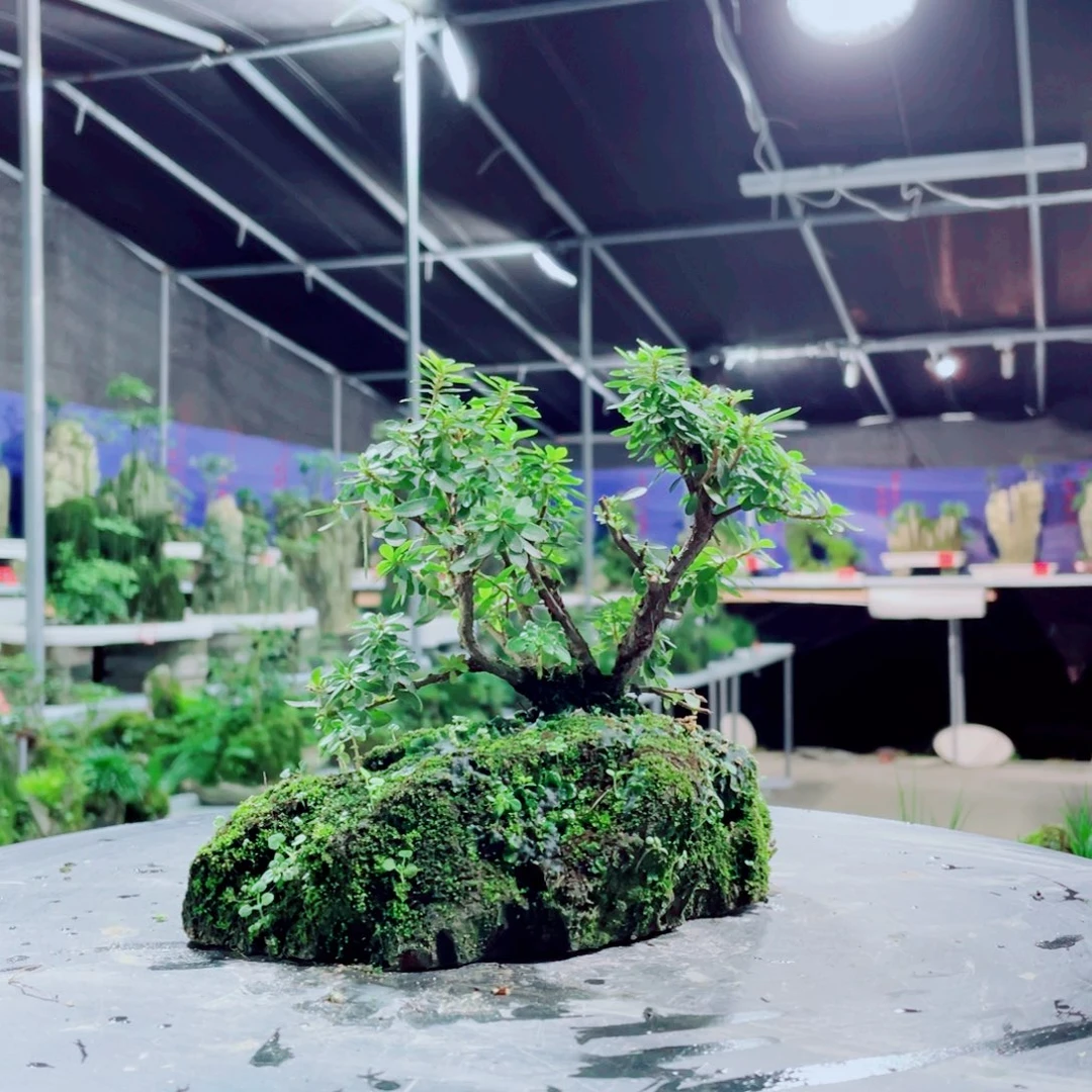沧***流无花朵好想和她谈心聊真心爱
