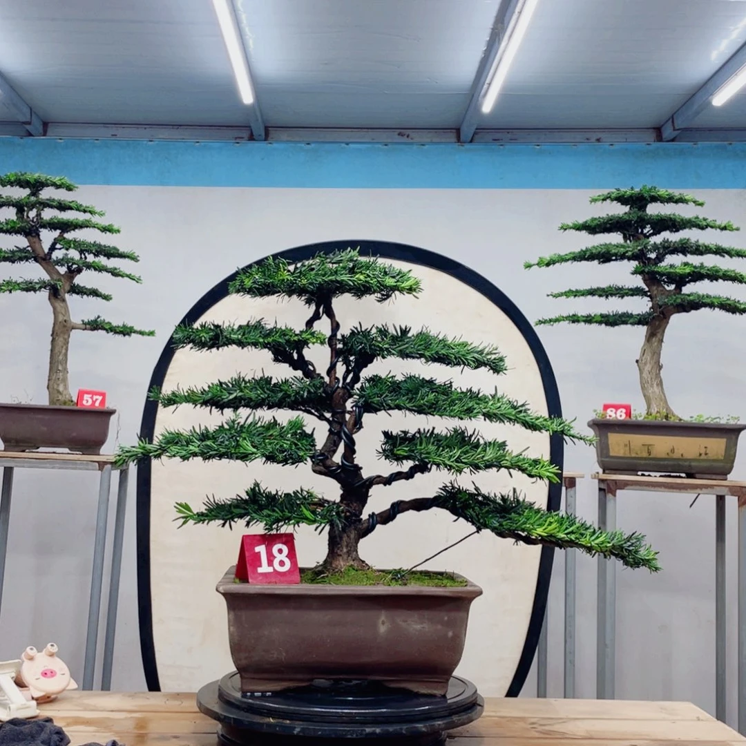 完全开放罗汉松造型艺术