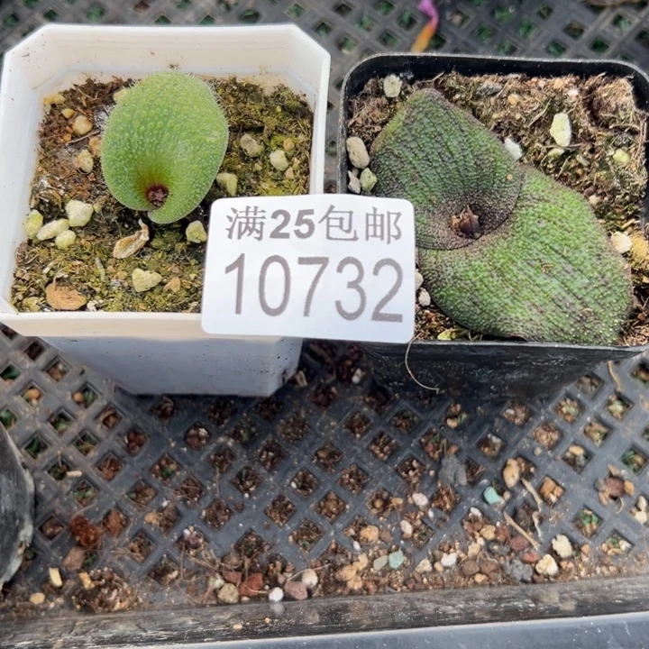 毛叶732，一物一拍带盆