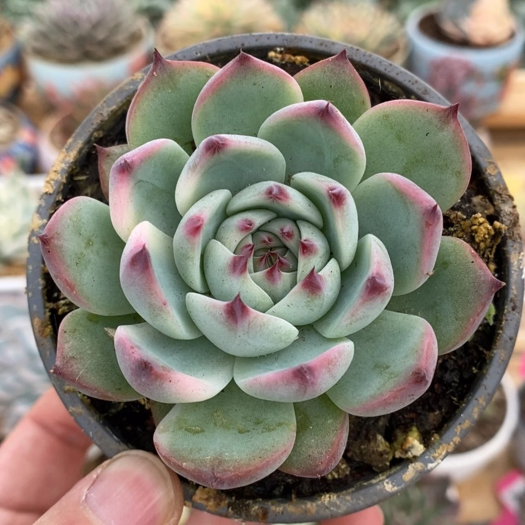 662吉娃娃锦锦锦锦锦