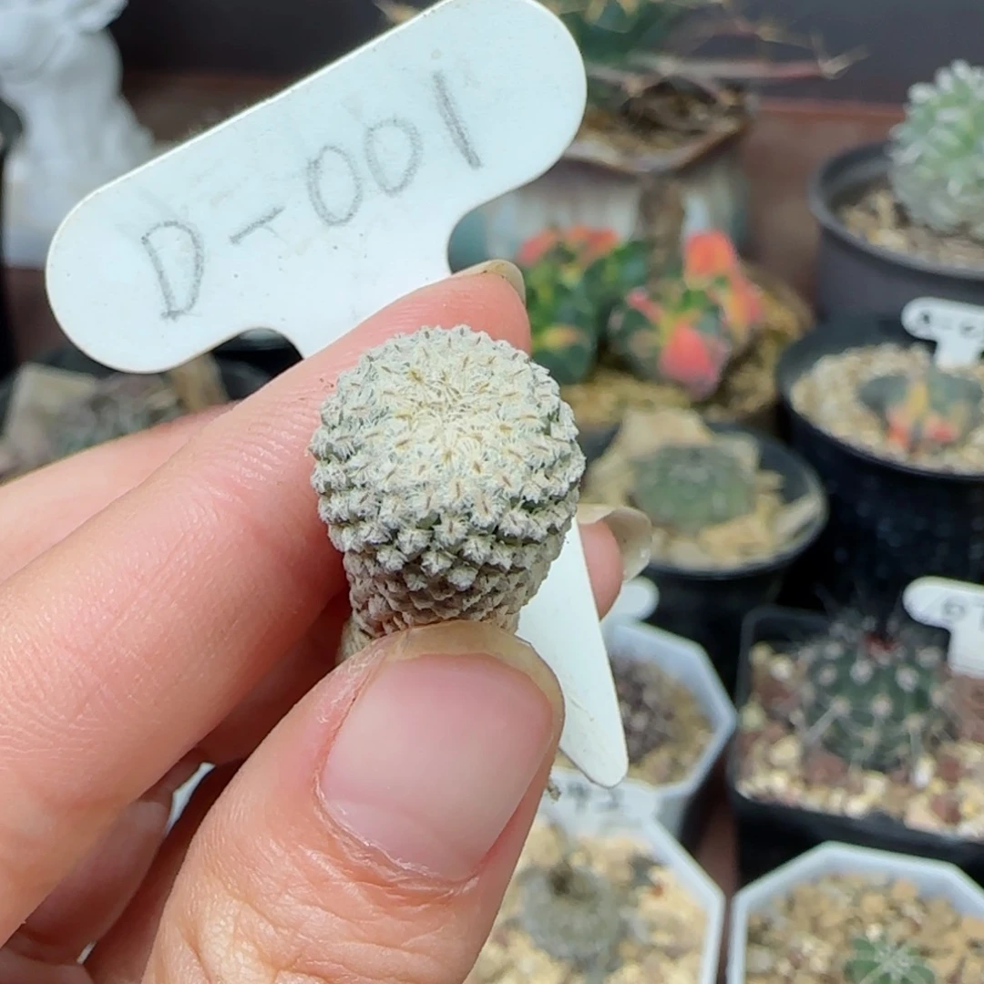 铛**铛D01实生银牡丹多肉