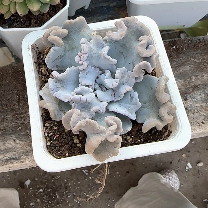 青蛙王子儿童牙膏111