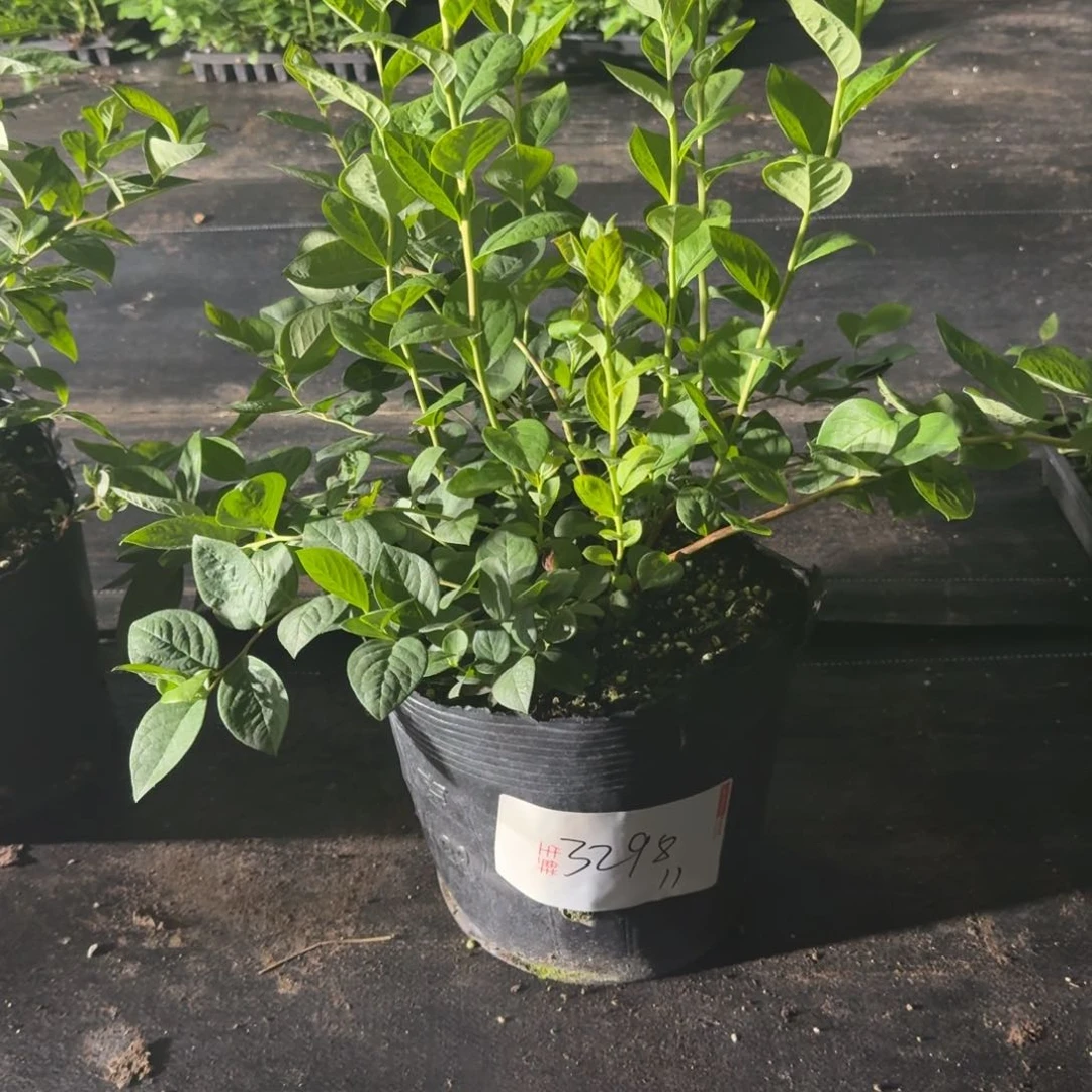 沧*超大钵11 3298