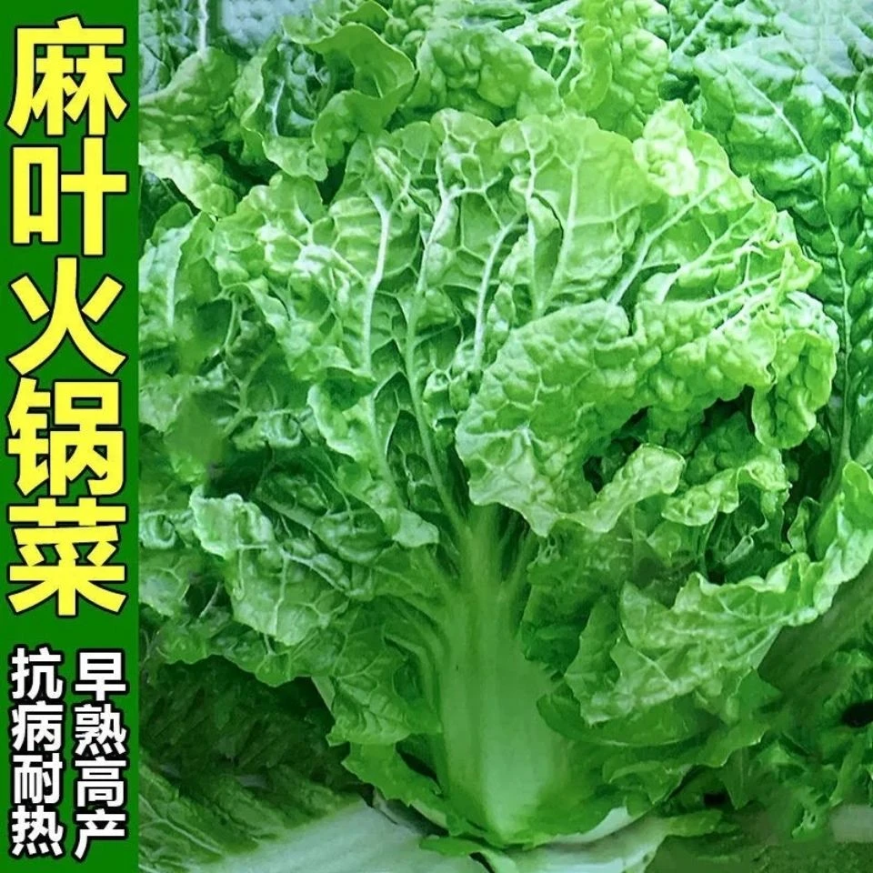 【满5包包邮】火锅白菜种子皱叶无筋高产抗病春夏秋季大田麻叶大