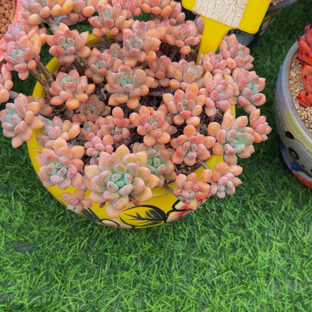 彩****手捧花达芙妮多肉植物