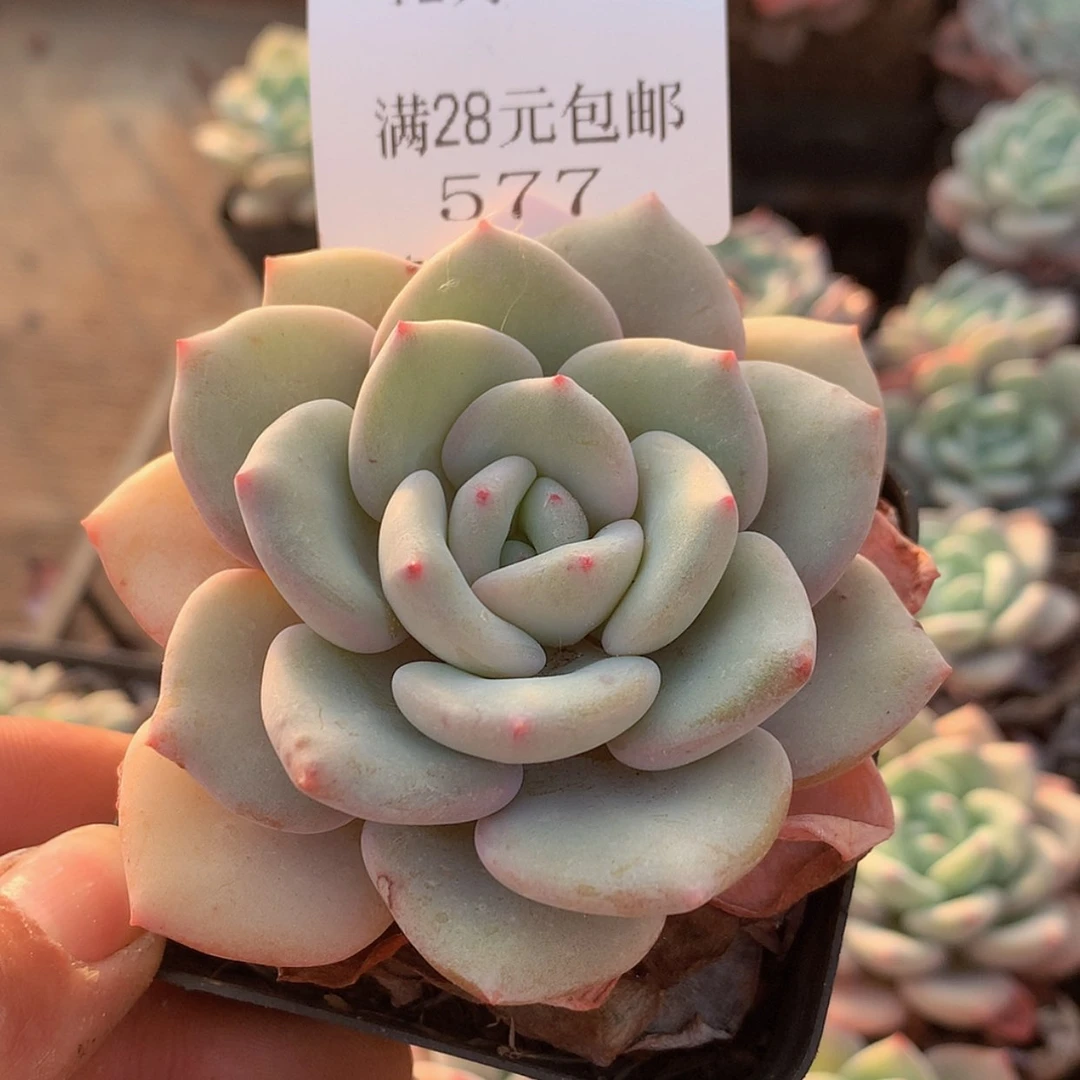 【闪购商品】云577