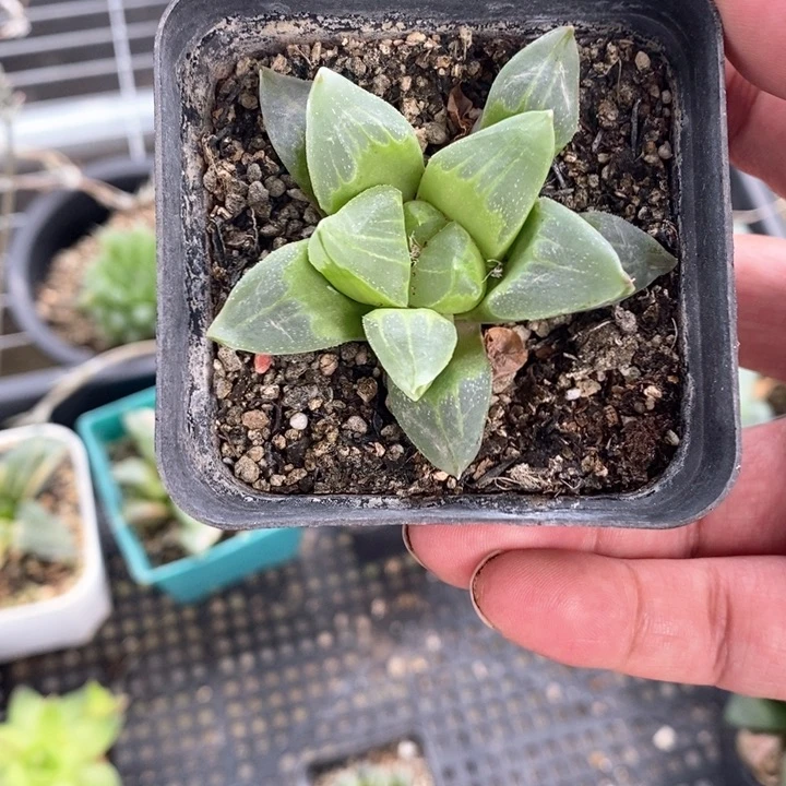 实生冰城一颗，随机发货。  福利。