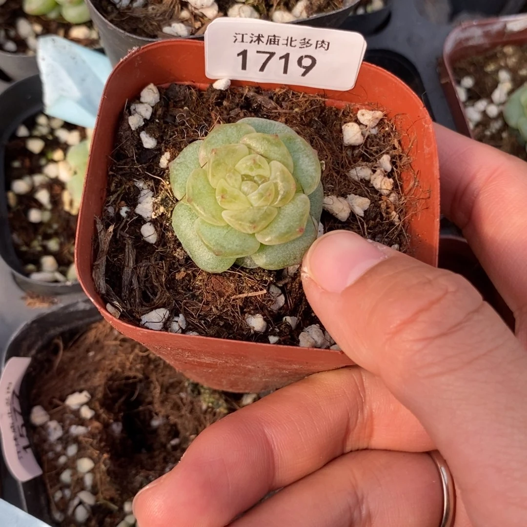 标1719盏月一个多肉