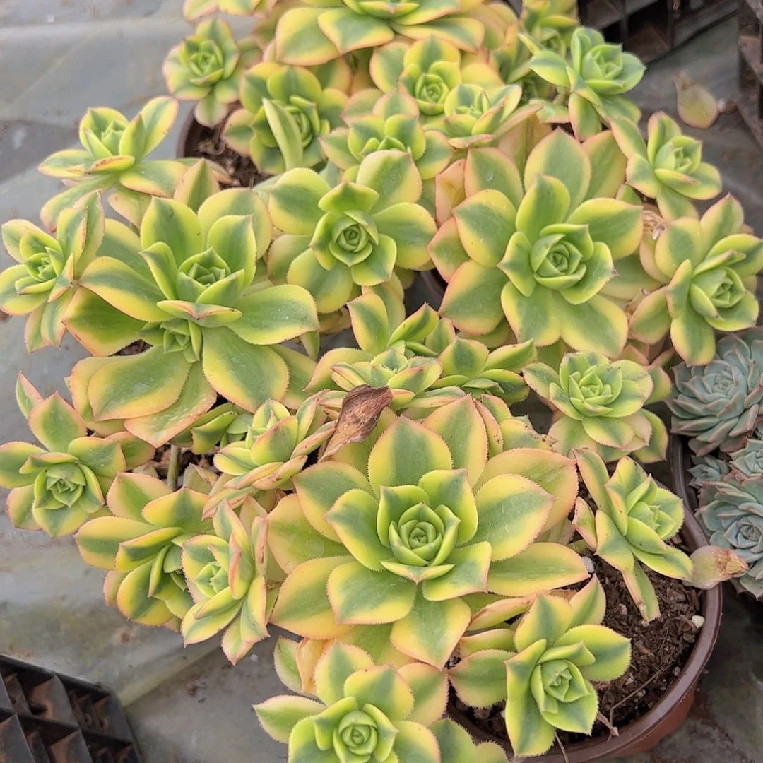 艳日辉多头精控手捧精品