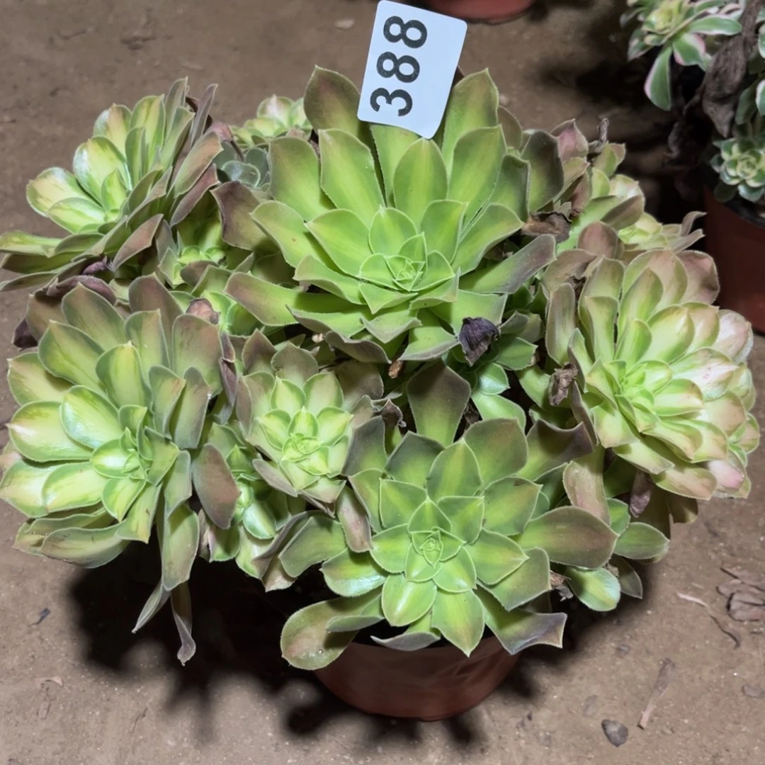 火焰山韶华388号法师