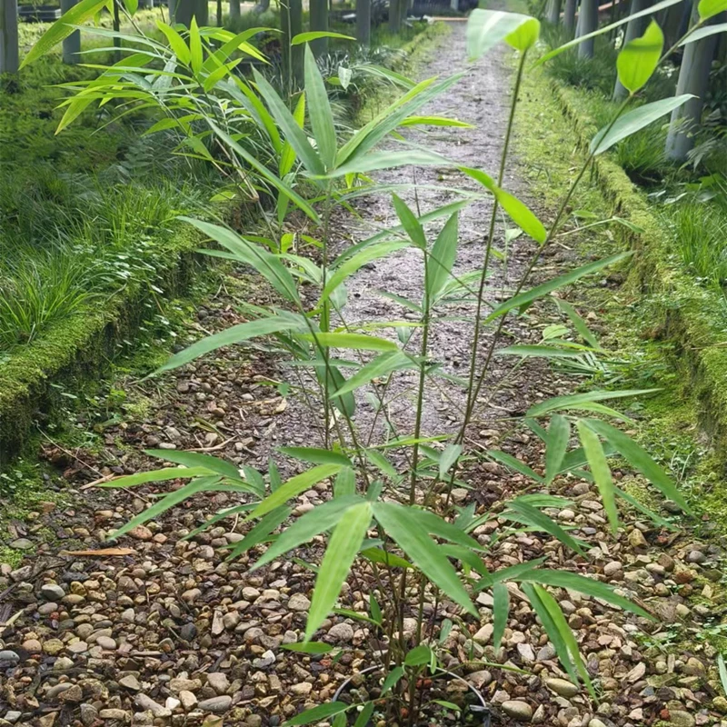 内门竹室内客厅阳台庭院绿植禅意竹子罗汉竹巨龙竹盆栽观赏竹绿植