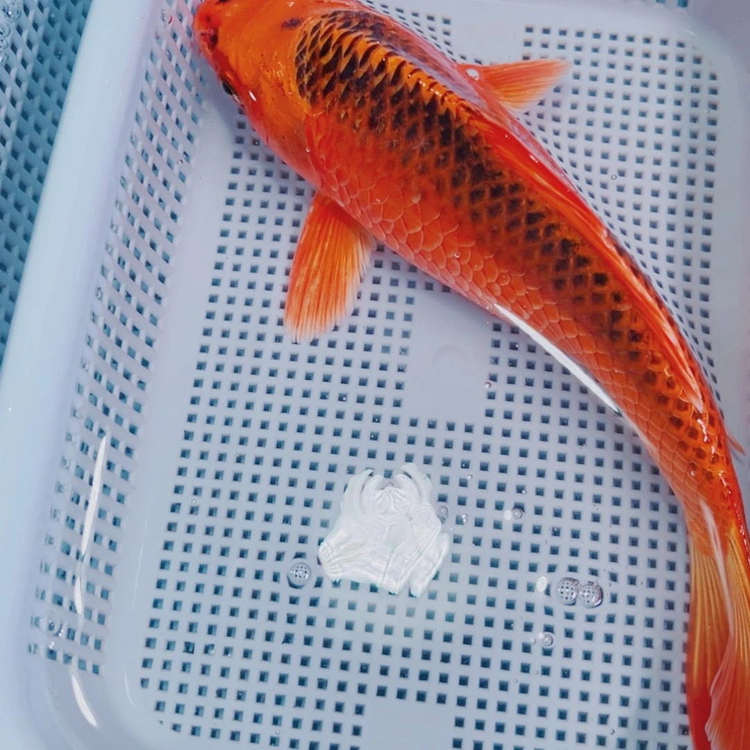 锦鲤锦鲤冷水鱼观赏140