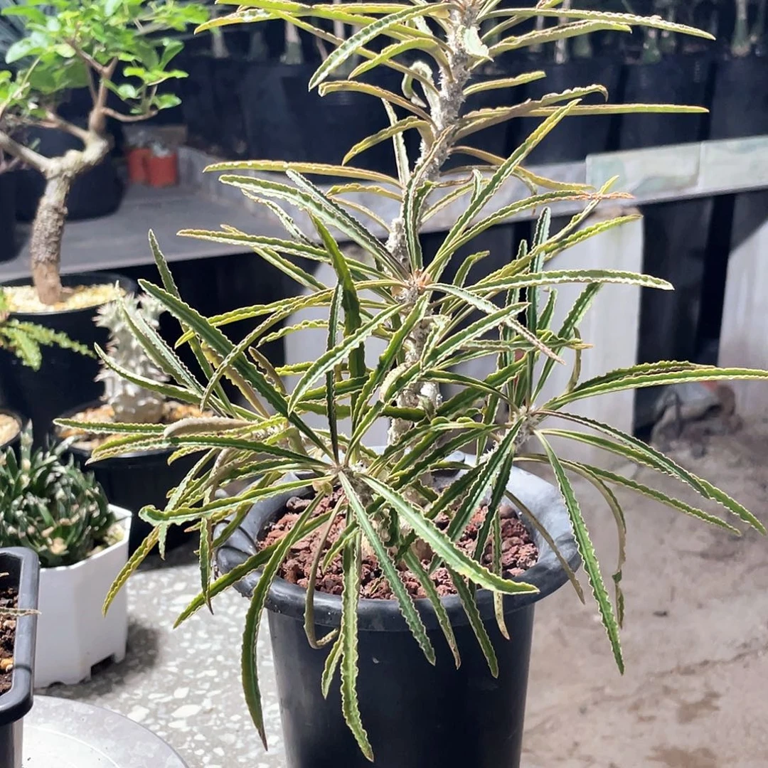 瓦莲大吉老庄66666666666