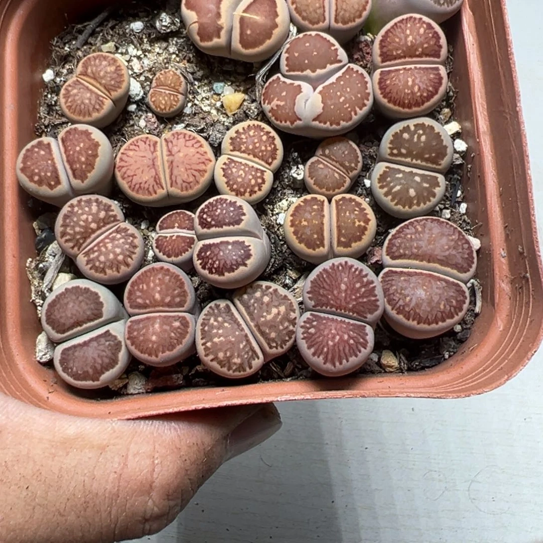 【闪购商品】 1150。