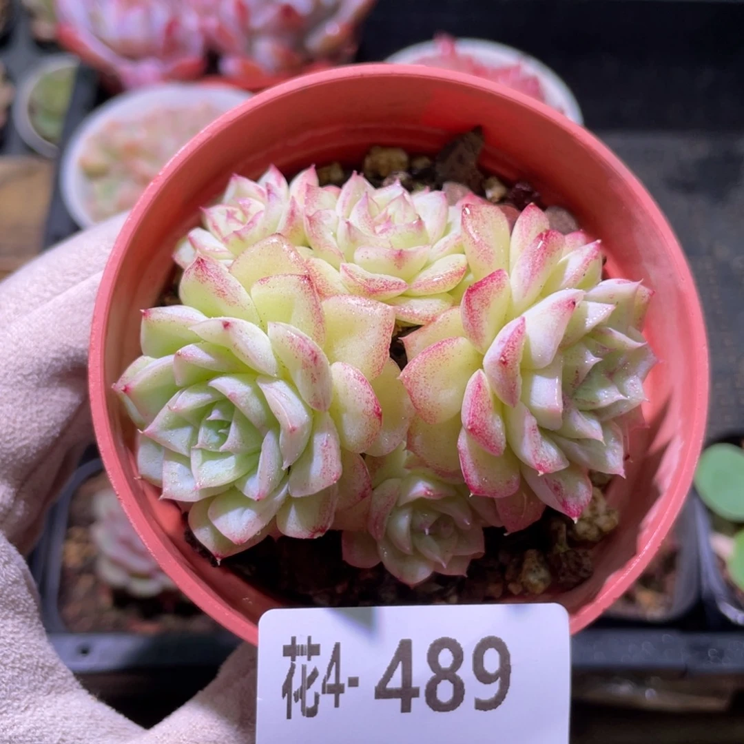 花利美4-489白天鹅