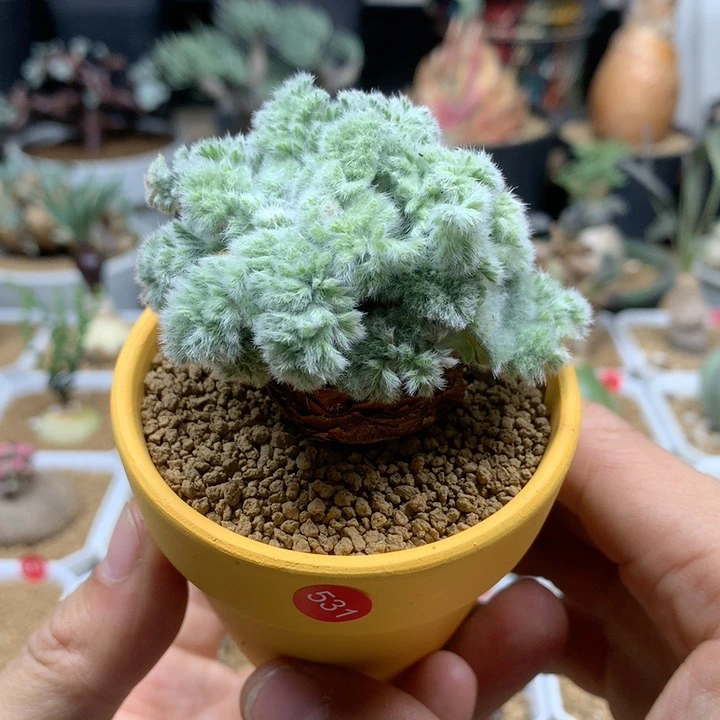 羽叶杨葵母本带盆531